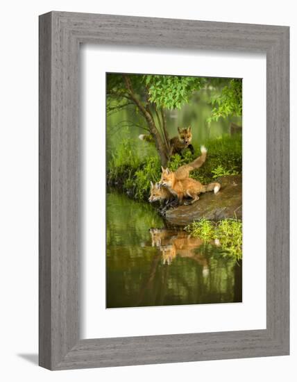 Minnesota, Sandstone, Three Red Fox Kits Gazing Intently Ahead-Rona Schwarz-Framed Photographic Print