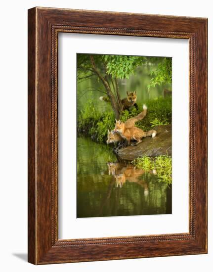 Minnesota, Sandstone, Three Red Fox Kits Gazing Intently Ahead-Rona Schwarz-Framed Photographic Print