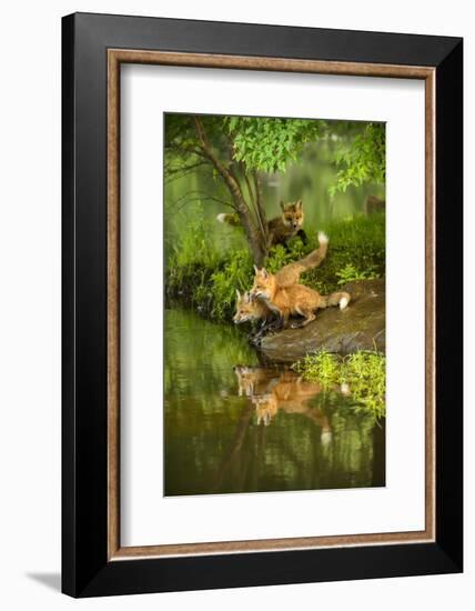 Minnesota, Sandstone, Three Red Fox Kits Gazing Intently Ahead-Rona Schwarz-Framed Photographic Print