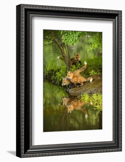 Minnesota, Sandstone, Three Red Fox Kits Gazing Intently Ahead-Rona Schwarz-Framed Photographic Print