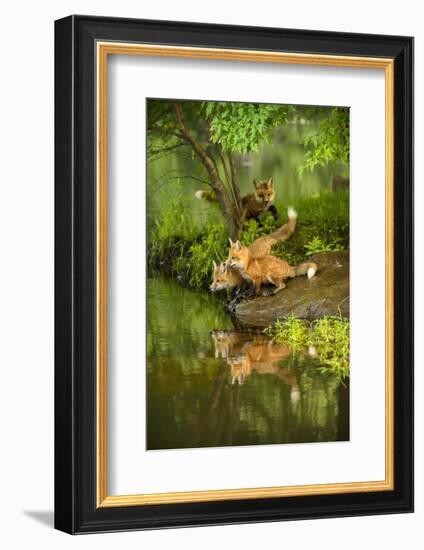 Minnesota, Sandstone, Three Red Fox Kits Gazing Intently Ahead-Rona Schwarz-Framed Photographic Print