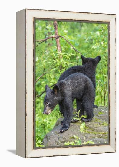 Minnesota, Sandstone, Two Black Bear Cubs Standing Back to Back-Rona Schwarz-Framed Premier Image Canvas