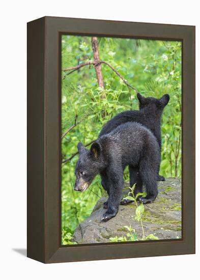 Minnesota, Sandstone, Two Black Bear Cubs Standing Back to Back-Rona Schwarz-Framed Premier Image Canvas