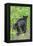 Minnesota, Sandstone, Two Black Bear Cubs Standing Back to Back-Rona Schwarz-Framed Premier Image Canvas