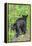 Minnesota, Sandstone, Two Black Bear Cubs Standing Back to Back-Rona Schwarz-Framed Premier Image Canvas