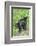 Minnesota, Sandstone, Two Black Bear Cubs Standing Back to Back-Rona Schwarz-Framed Photographic Print