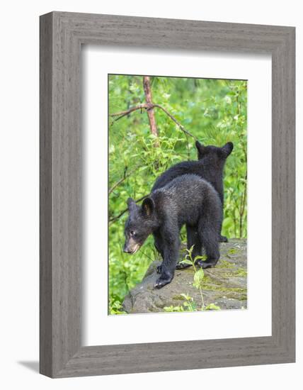 Minnesota, Sandstone, Two Black Bear Cubs Standing Back to Back-Rona Schwarz-Framed Photographic Print