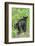 Minnesota, Sandstone, Two Black Bear Cubs Standing Back to Back-Rona Schwarz-Framed Photographic Print