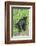 Minnesota, Sandstone, Two Black Bear Cubs Standing Back to Back-Rona Schwarz-Framed Photographic Print