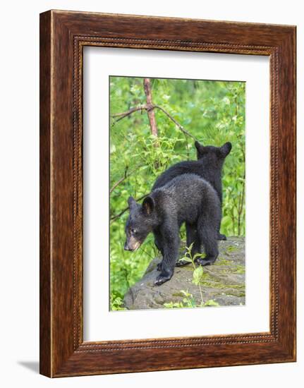 Minnesota, Sandstone, Two Black Bear Cubs Standing Back to Back-Rona Schwarz-Framed Photographic Print