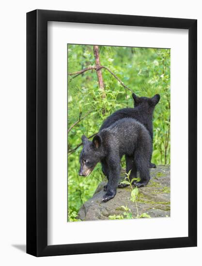 Minnesota, Sandstone, Two Black Bear Cubs Standing Back to Back-Rona Schwarz-Framed Photographic Print