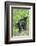 Minnesota, Sandstone, Two Black Bear Cubs Standing Back to Back-Rona Schwarz-Framed Photographic Print