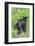 Minnesota, Sandstone, Two Black Bear Cubs Standing Back to Back-Rona Schwarz-Framed Photographic Print