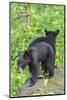 Minnesota, Sandstone, Two Black Bear Cubs Standing Back to Back-Rona Schwarz-Mounted Photographic Print