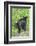 Minnesota, Sandstone, Two Black Bear Cubs Standing Back to Back-Rona Schwarz-Framed Photographic Print