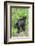 Minnesota, Sandstone, Two Black Bear Cubs Standing Back to Back-Rona Schwarz-Framed Photographic Print