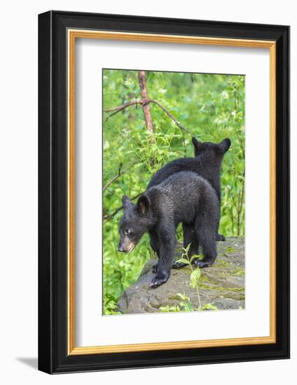 Minnesota, Sandstone, Two Black Bear Cubs Standing Back to Back-Rona Schwarz-Framed Photographic Print