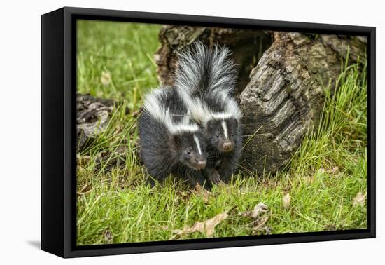 Minnesota, Sandstone, Two Striped Skunk Kits Outside Hollow Log-Rona Schwarz-Framed Premier Image Canvas