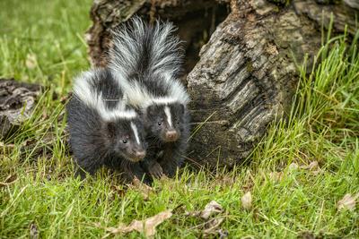 Minnesota Sandstone Two Striped Skunk Kits Outside Hollow Log Photographic Print Rona Schwarz Art Com
