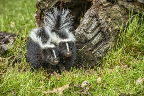 Minnesota Sandstone Two Striped Skunk Kits Outside Hollow Log Photographic Print Rona Schwarz Art Com
