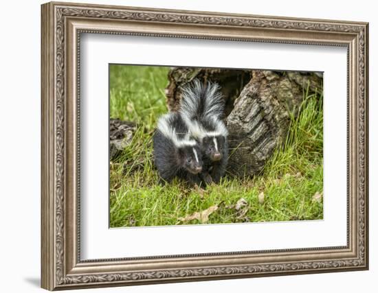 Minnesota, Sandstone, Two Striped Skunk Kits Outside Hollow Log-Rona Schwarz-Framed Photographic Print