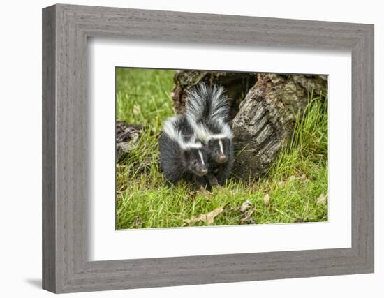 Minnesota, Sandstone, Two Striped Skunk Kits Outside Hollow Log-Rona Schwarz-Framed Photographic Print