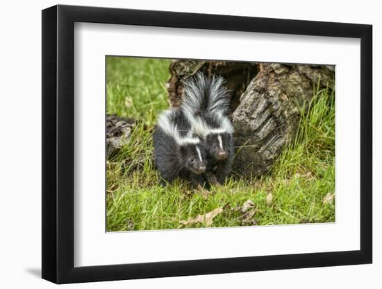 Minnesota, Sandstone, Two Striped Skunk Kits Outside Hollow Log-Rona Schwarz-Framed Photographic Print