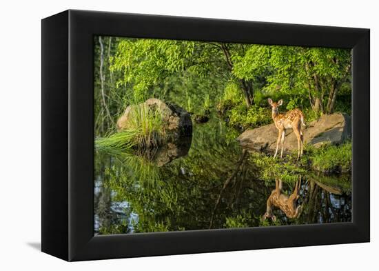 Minnesota, Sandstone, White Tailed Deer Fawn and Foliage-Rona Schwarz-Framed Premier Image Canvas