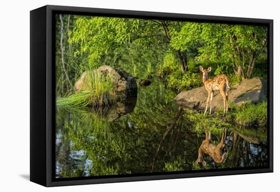 Minnesota, Sandstone, White Tailed Deer Fawn and Foliage-Rona Schwarz-Framed Premier Image Canvas