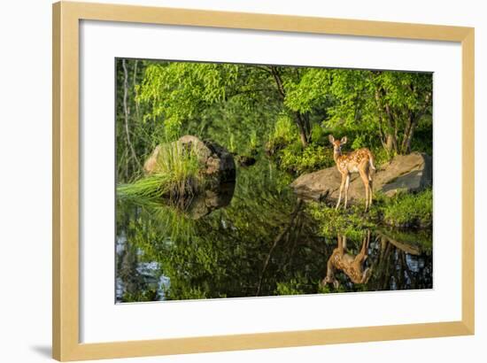 Minnesota, Sandstone, White Tailed Deer Fawn and Foliage-Rona Schwarz-Framed Photographic Print