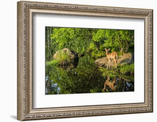 Minnesota, Sandstone, White Tailed Deer Fawn and Foliage-Rona Schwarz-Framed Photographic Print