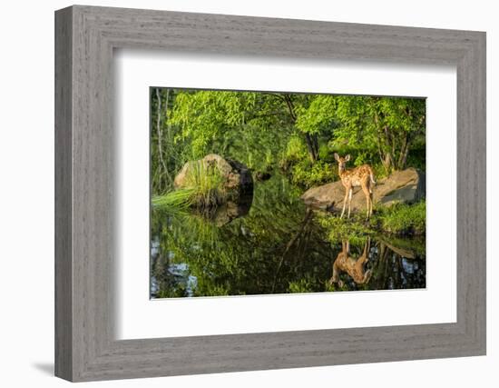 Minnesota, Sandstone, White Tailed Deer Fawn and Foliage-Rona Schwarz-Framed Photographic Print