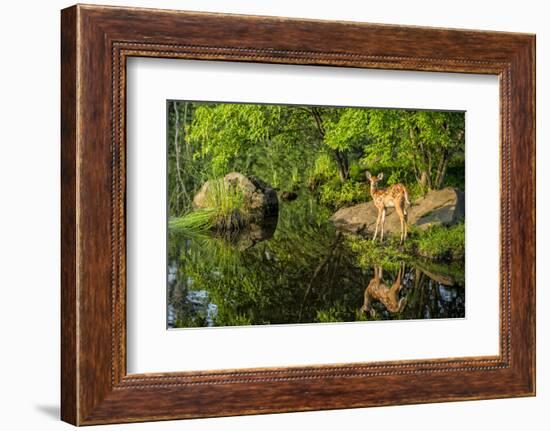 Minnesota, Sandstone, White Tailed Deer Fawn and Foliage-Rona Schwarz-Framed Photographic Print