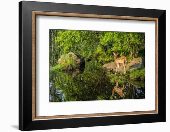 Minnesota, Sandstone, White Tailed Deer Fawn and Foliage-Rona Schwarz-Framed Photographic Print