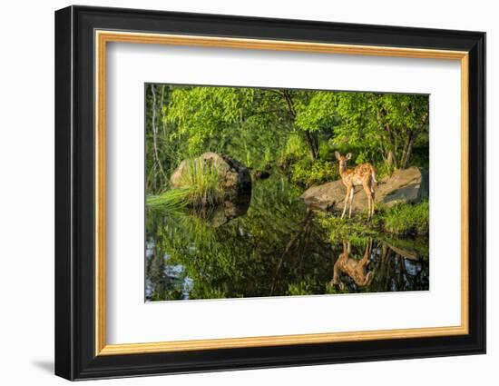 Minnesota, Sandstone, White Tailed Deer Fawn and Foliage-Rona Schwarz-Framed Photographic Print