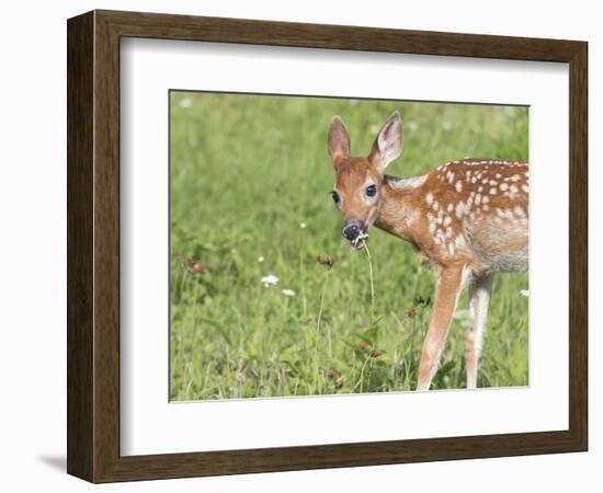 Minnesota, Sandstone, White Tailed Deer Fawn Eating Daisys-Rona Schwarz-Framed Photographic Print