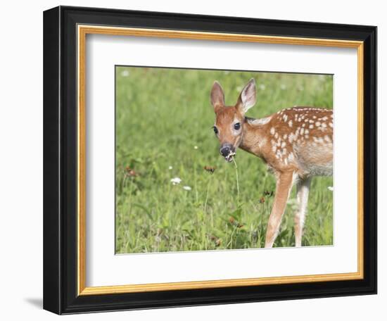 Minnesota, Sandstone, White Tailed Deer Fawn Eating Daisys-Rona Schwarz-Framed Photographic Print