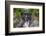 Minnesota, Temperance River State Park, Temperance River, gorge and waterfall-Jamie & Judy Wild-Framed Photographic Print