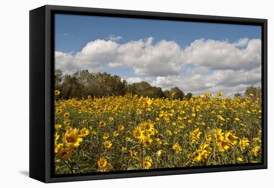 Minnesota, West Saint Paul, Field of Daisy Wildflowers and Clouds-Bernard Friel-Framed Premier Image Canvas