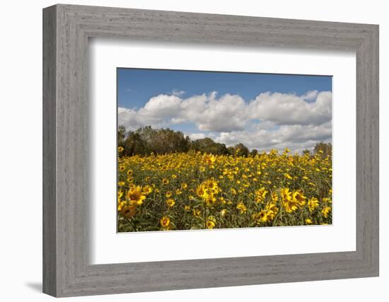 Minnesota, West Saint Paul, Field of Daisy Wildflowers and Clouds-Bernard Friel-Framed Photographic Print