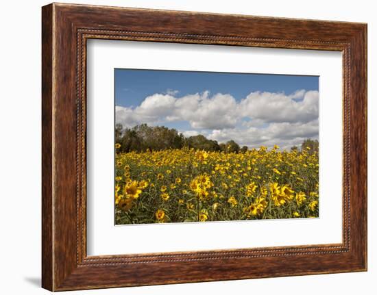 Minnesota, West Saint Paul, Field of Daisy Wildflowers and Clouds-Bernard Friel-Framed Photographic Print