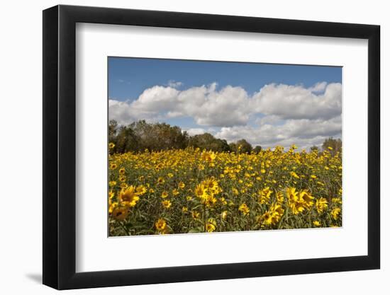 Minnesota, West Saint Paul, Field of Daisy Wildflowers and Clouds-Bernard Friel-Framed Photographic Print