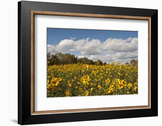 Minnesota, West Saint Paul, Field of Daisy Wildflowers and Clouds-Bernard Friel-Framed Photographic Print