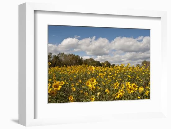 Minnesota, West Saint Paul, Field of Daisy Wildflowers and Clouds-Bernard Friel-Framed Photographic Print