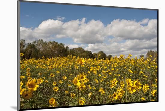 Minnesota, West Saint Paul, Field of Daisy Wildflowers and Clouds-Bernard Friel-Mounted Photographic Print