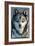 Minnesota - Wolf Up Close-Lantern Press-Framed Art Print