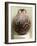 Minoan Clay Flask Decorated with Octopus-null-Framed Photographic Print