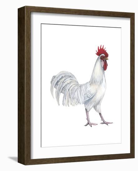 Minorca (Gallus Gallus Domesticus), Rooster, Poultry, Birds-Encyclopaedia Britannica-Framed Art Print