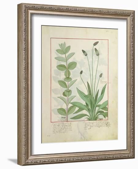 Mint and Plantain-Robinet Testard-Framed Giclee Print