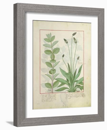 Mint and Plantain-Robinet Testard-Framed Giclee Print